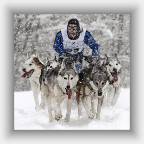 Sled Dog Race.jpg