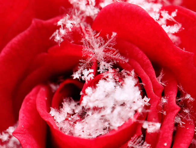Schneeflocken auf einer Rose