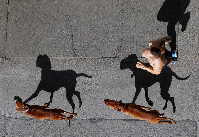 Ein Jogger und seine Hunde werfen Schatten